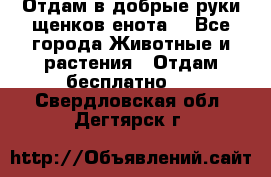 Отдам в добрые руки щенков енота. - Все города Животные и растения » Отдам бесплатно   . Свердловская обл.,Дегтярск г.